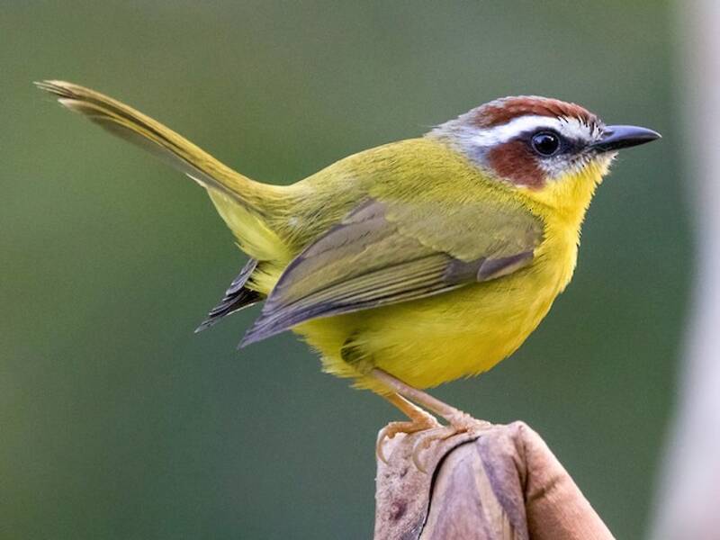 Chipe Coronicastaño