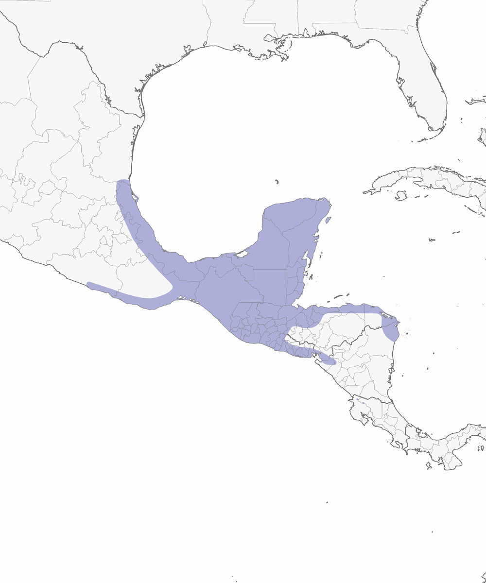 Polluela rojiza, Distribución 1