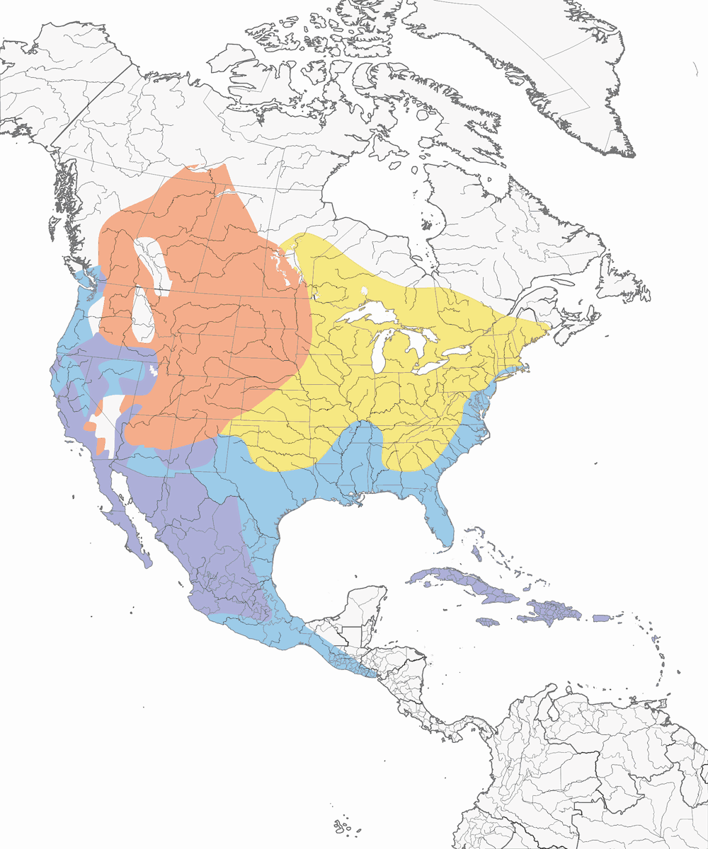 Malvasía canela, Distribución 1