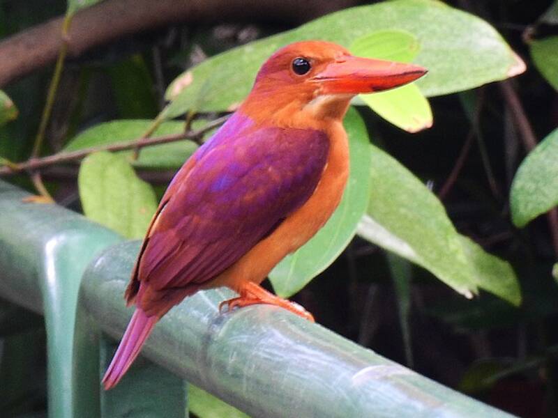 Ruddy Kingfisher, Photos 3