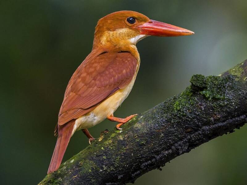 Rotbrauner Eisvogel