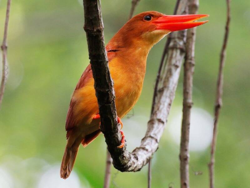 Ruddy Kingfisher, Photos 2