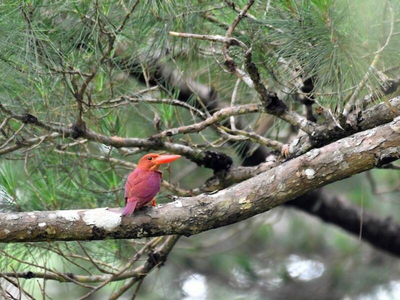 Ruddy Kingfisher, Photos 4