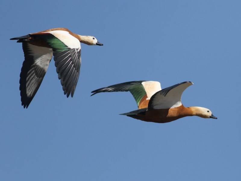 Ruddy Shelduck (Tadorna ferruginea)