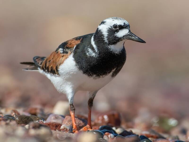 Ruddy Turnstone, Photos 3