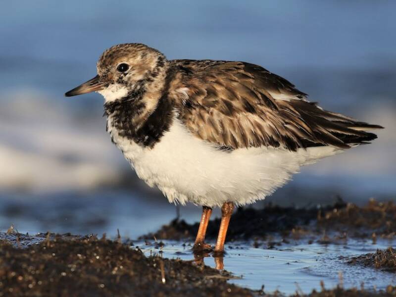 Ruddy Turnstone, Photos 2