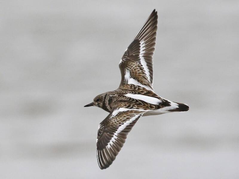 Ruddy Turnstone (Arenaria interpres)