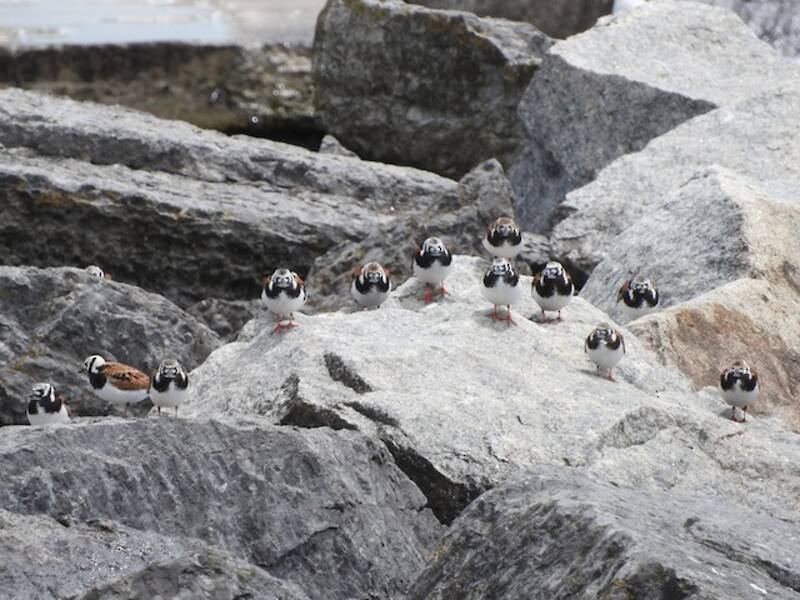 Ruddy Turnstone, Photos 4