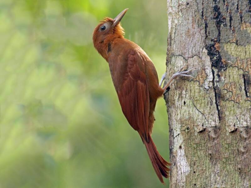 Ruddy Woodcreeper, Photos 3