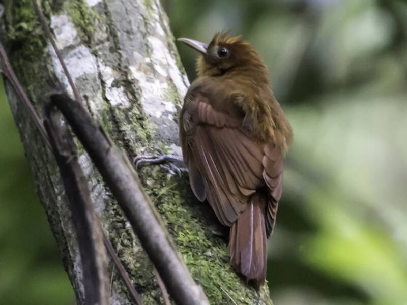 Ruddy Woodcreeper, Photos 2