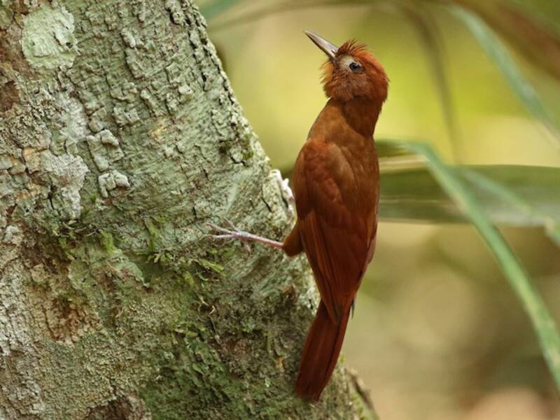 Ruddy Woodcreeper, Photos 4