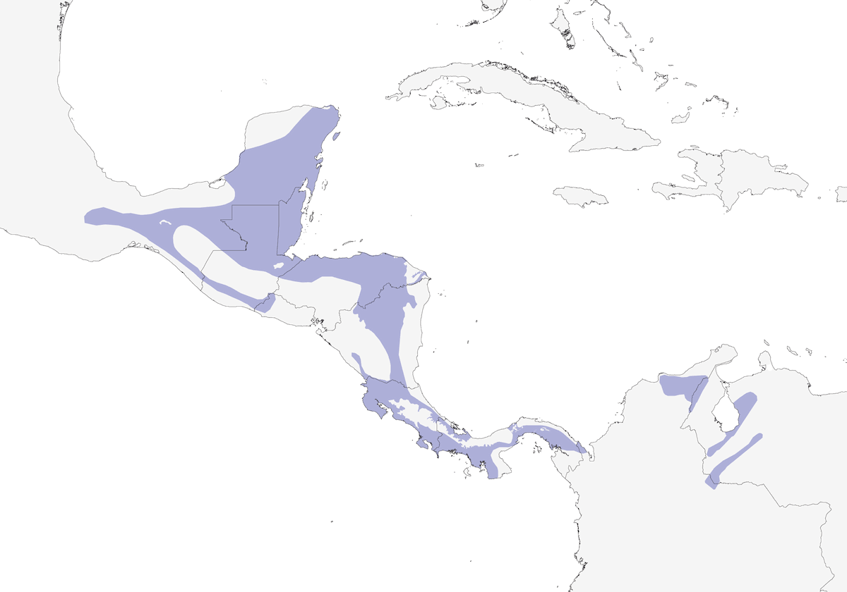 Ruddy Woodcreeper, Distribution 1