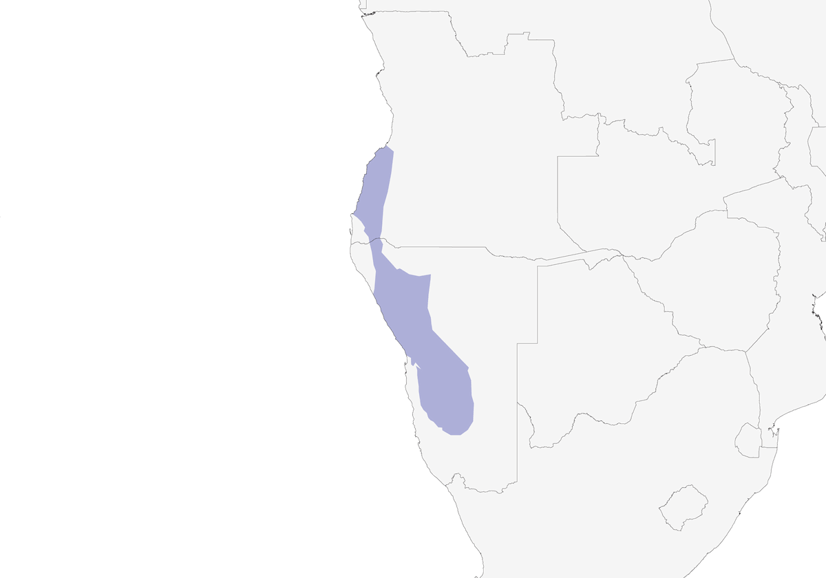 Otarda di Rüppell, Distribuzione 1