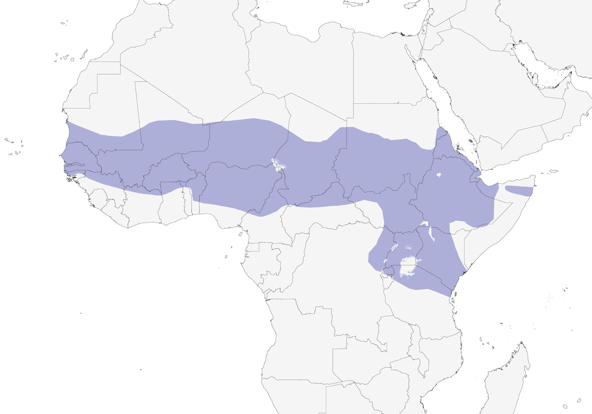 Grifone di Rüppell, Distribuzione 1