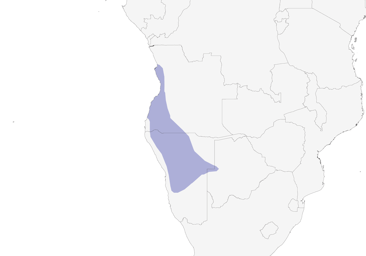 Perroquet de Rüppell, Distribution 1