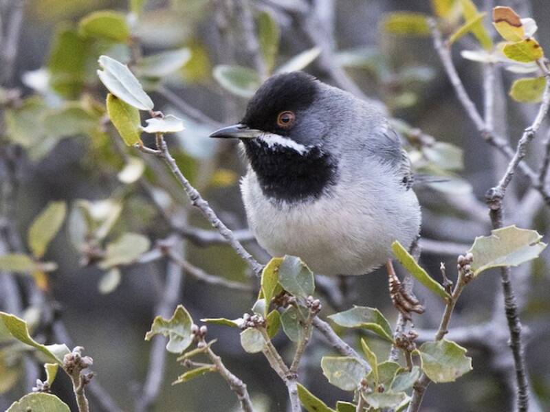 Rüppell's Warbler, 照片 4