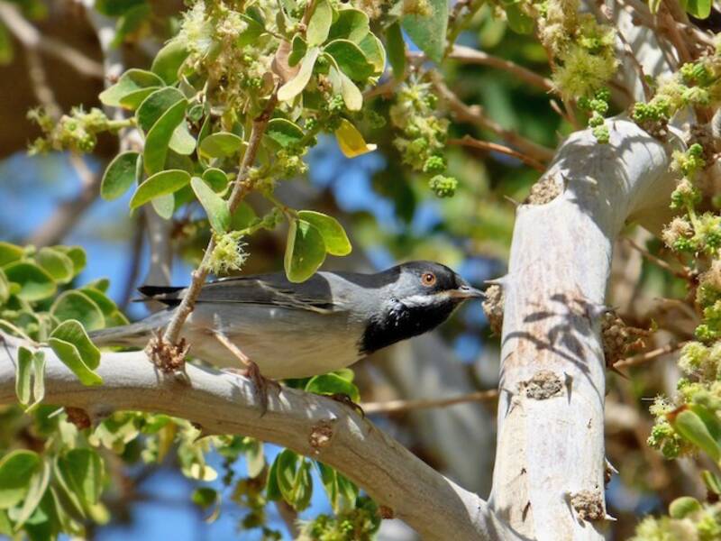 Rüppell's Warbler, 照片 3