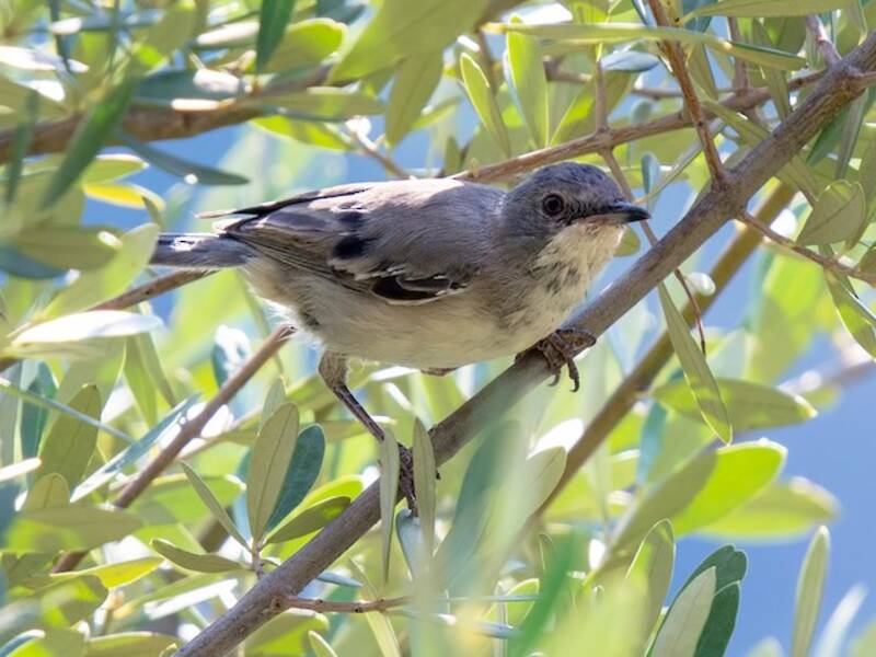Rüppell's Warbler, 照片 2