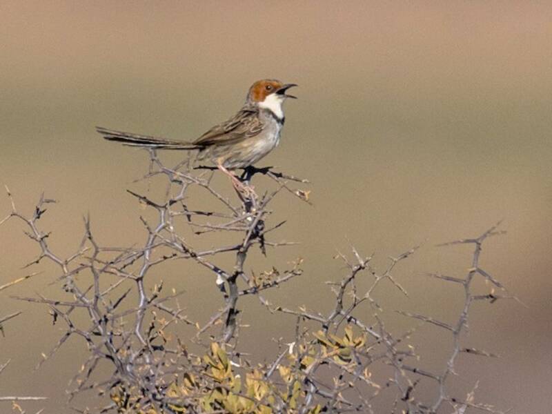 Rufous-eared Warbler (Malcorus pectoralis)