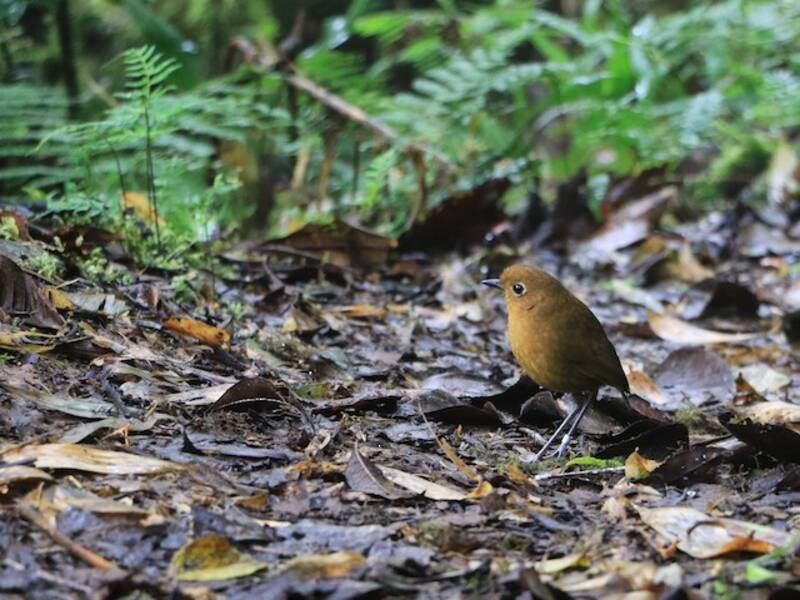Urubamba-Ameisenpitta