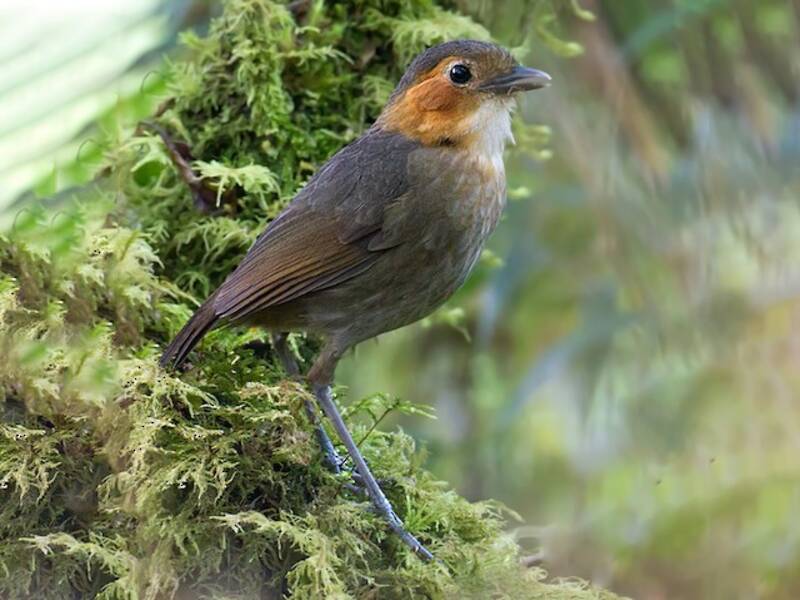 Rufous-faced Antpitta