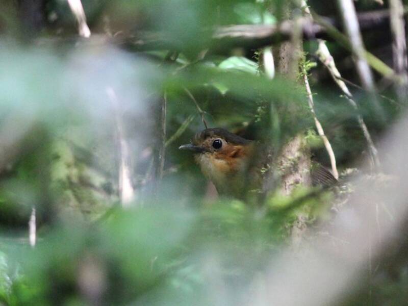 Rotohr-Ameisenpitta, Fotos 2