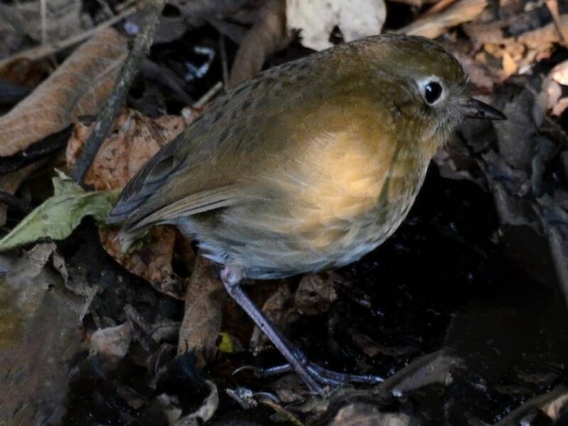 Perija Antpitta, 照片 3