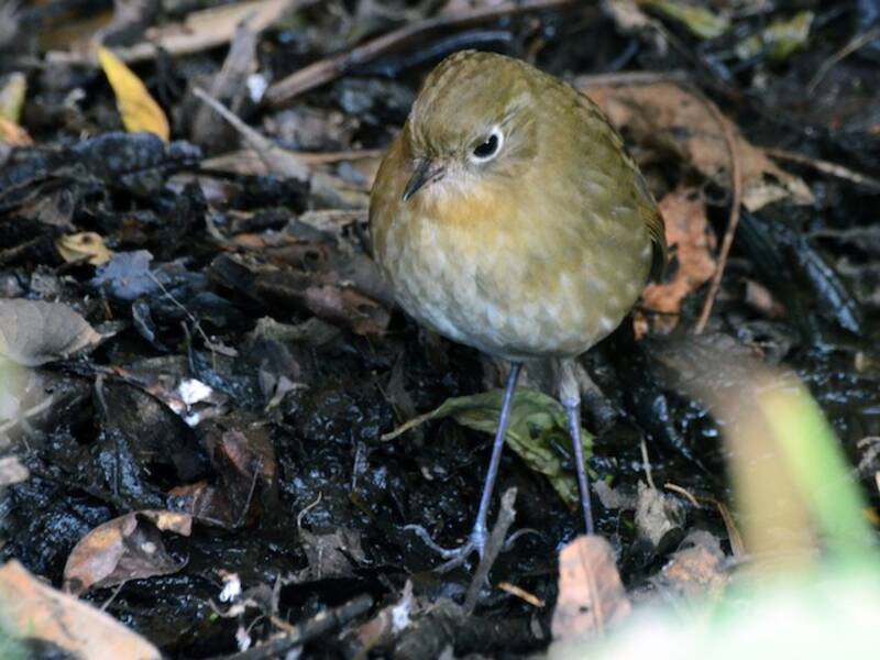 Perija Antpitta, 照片 2