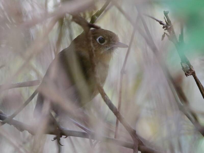 Perija Antpitta, 照片 4