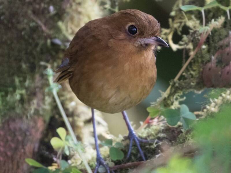 Muisca Antpitta, Photos 4