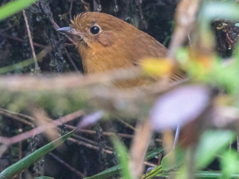 Muisca Antpitta, Photos 3