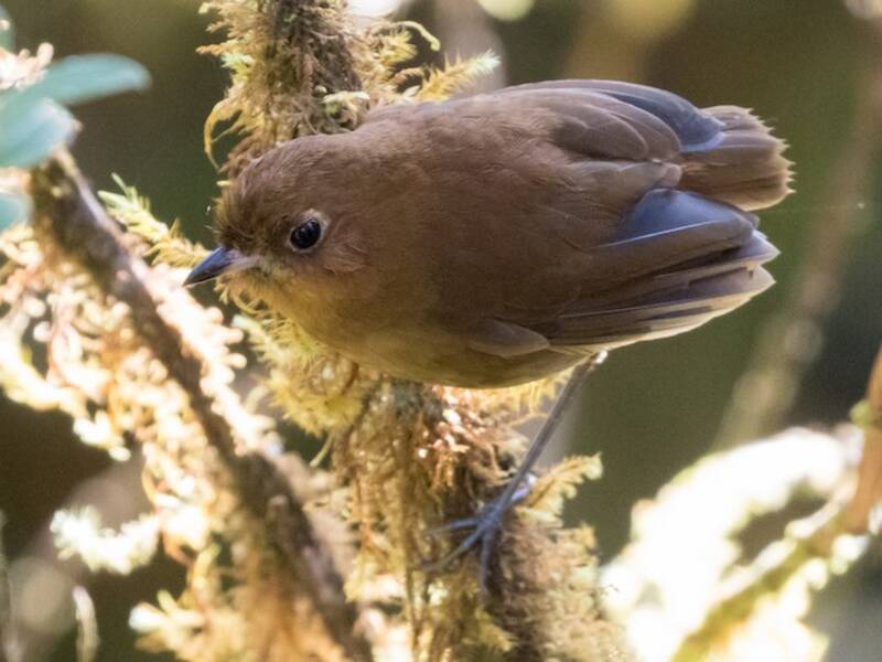 Muisca Antpitta, Photos 2