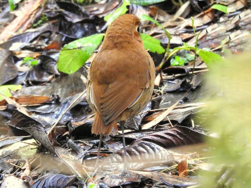 Muisca Antpitta