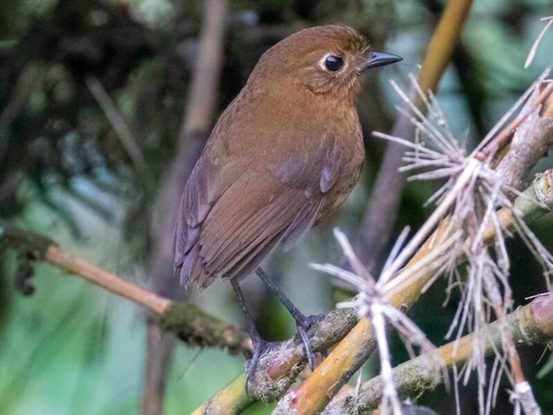 Junin Antpitta