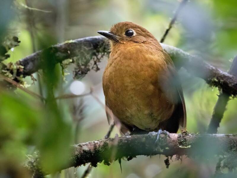 Junin Antpitta, 照片 2