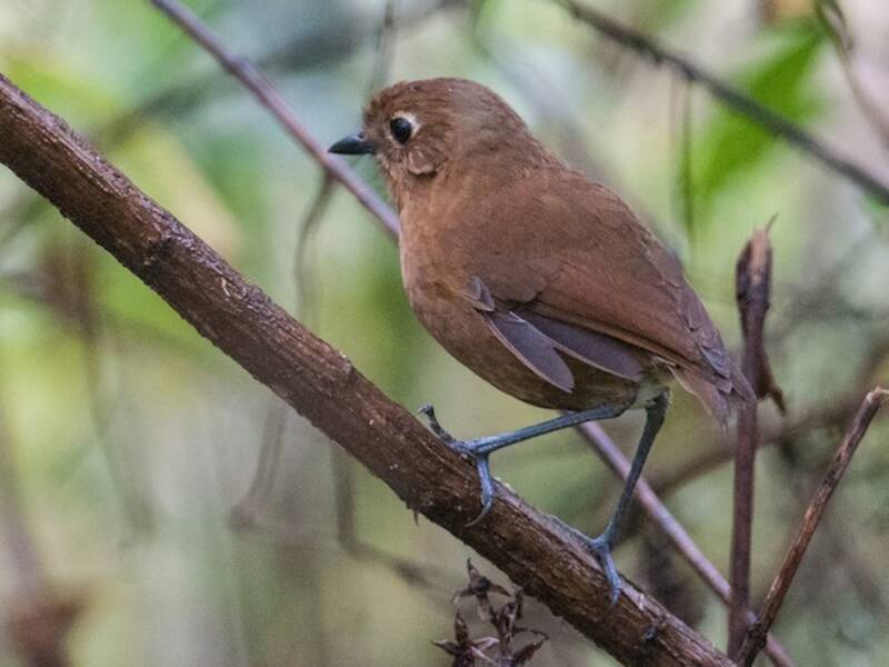 Junin Antpitta, 照片 3