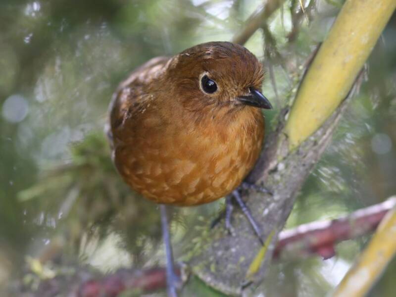 Junin Antpitta, 照片 4