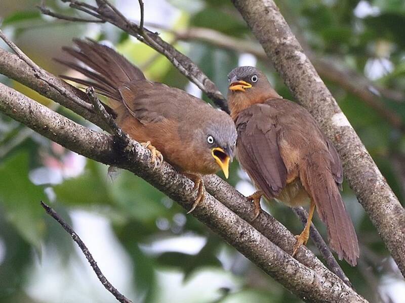 Rufous Babbler, Photos 4