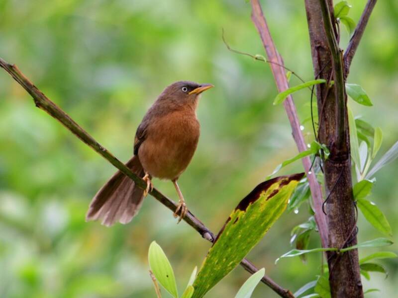 Rufous Babbler, Photos 2