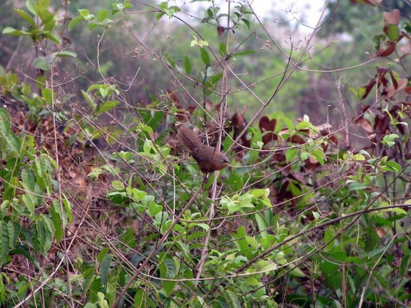 Rufous Babbler, Photos 3