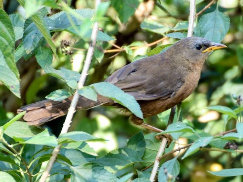 Rufous Babbler