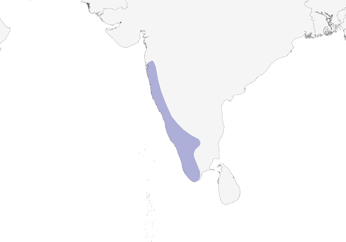Rufous Babbler, Distribution 1
