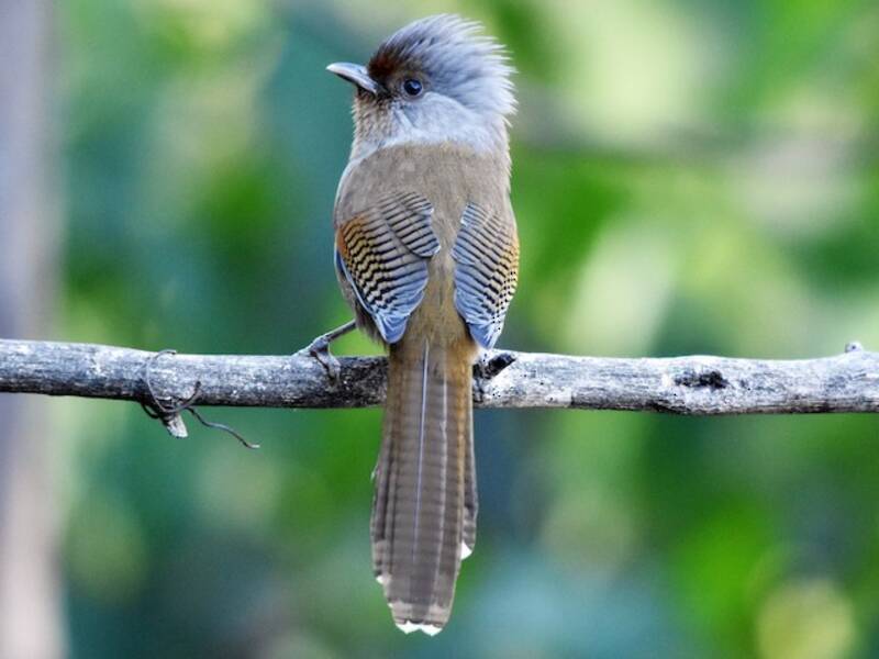Rusty-fronted Barwing, Photos 2