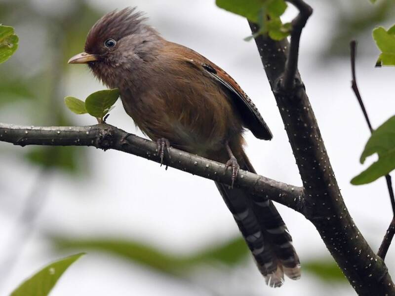 Rusty-fronted Barwing, Photos 3