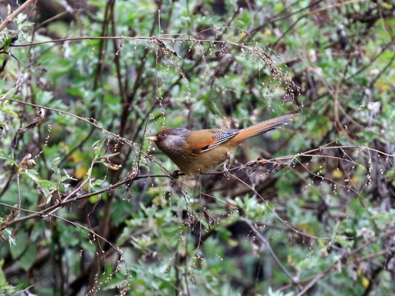 Rusty-fronted Barwing, Photos 4