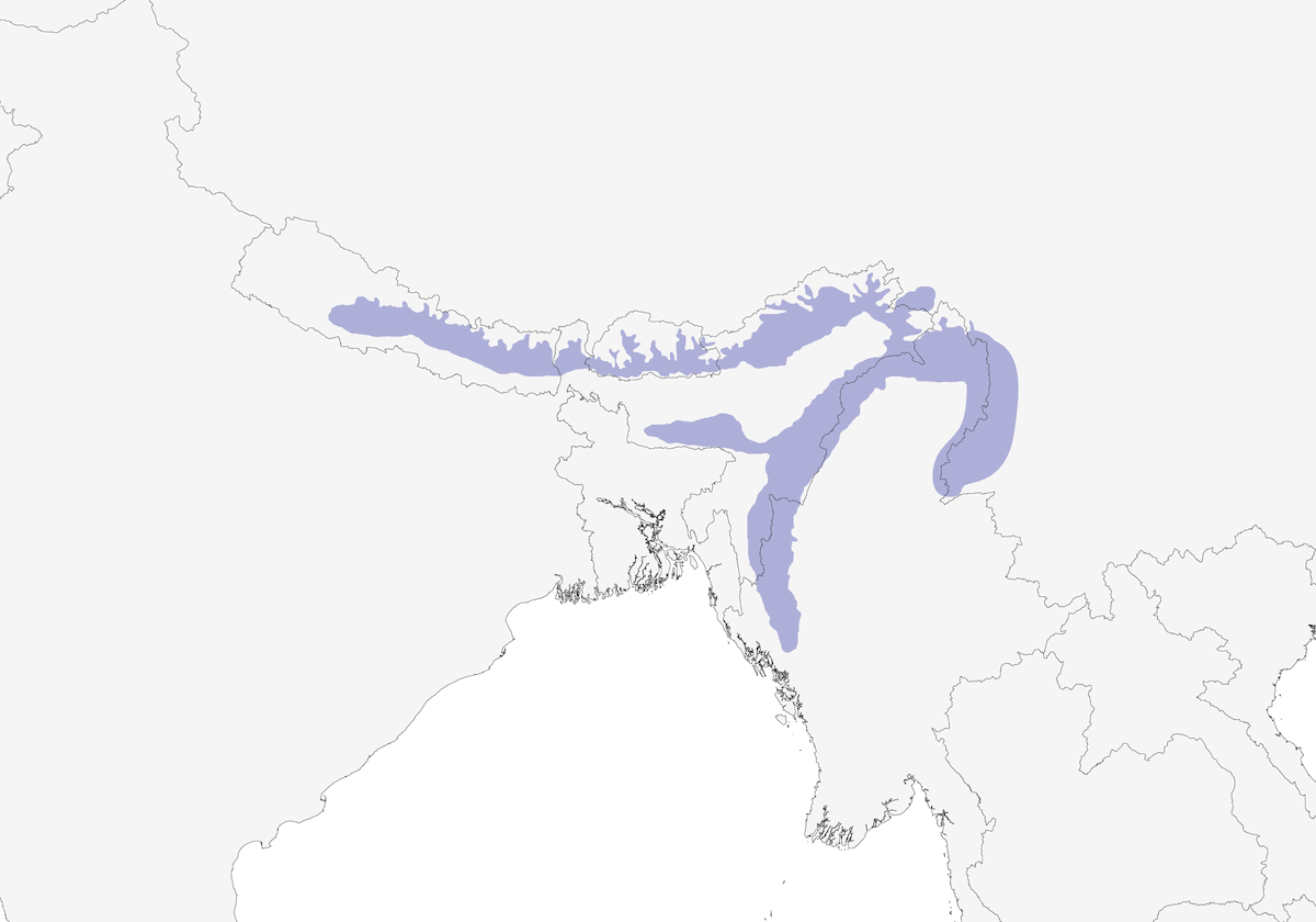 Rusty-fronted Barwing, Distribution 1
