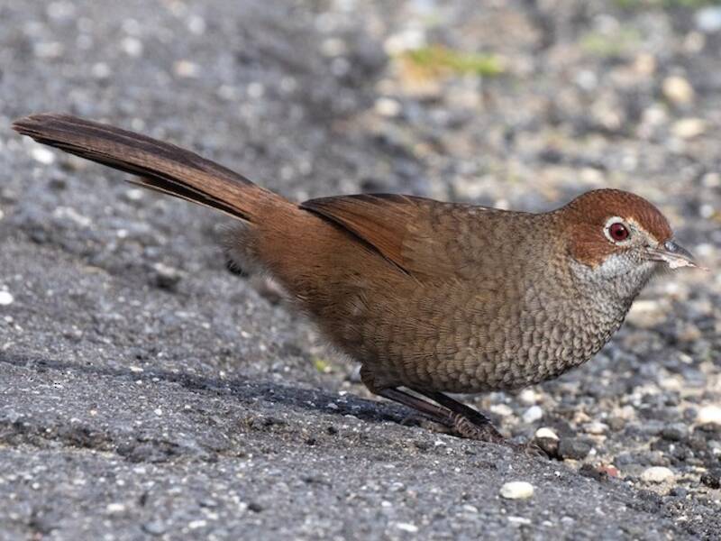 Rufous Bristlebird (Dasyornis broadbenti)