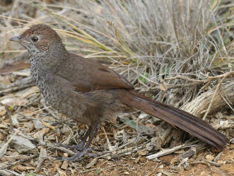 Uccello dalle setole rossiccio, Foto 4