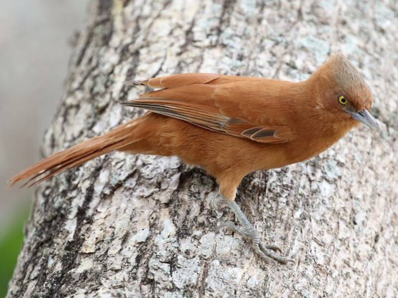 Rufous Cacholote, 照片 4