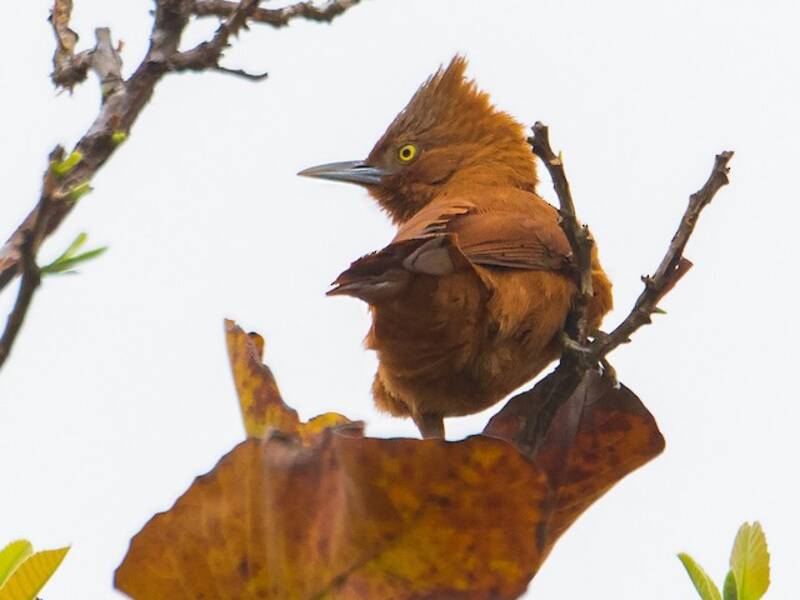 Rufous Cacholote, 照片 3